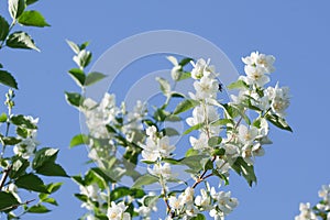 White jasmine flowers