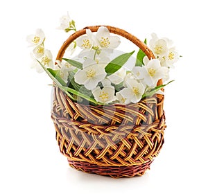 White jasmine flowers in a basket