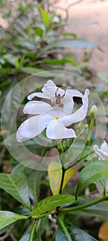 white jasmine flowers bloom in the dry season..it& x27;s amazing