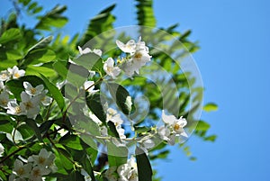 White jasmine flowers blooming on bush and acacia branches with leaves, sky background