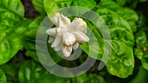 A white Jasmine flowers blooming in the yard