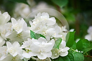 White jasmine flowers blossom on green leaves blurred background closeup, delicate jasmin flower blooming branch macro, spring