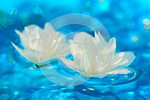 White Jasmine Flowers on Blue Water