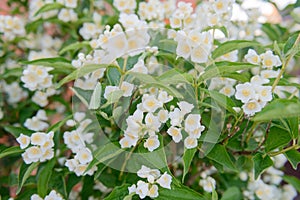 White jasmine flowers on branches