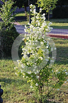White jasmine flowers on the branches among the green leaves of the bush in summer