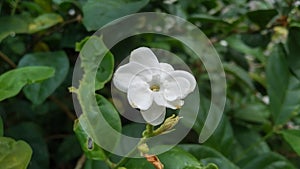 White Jasmine flowers or Bunga Melati putih photo