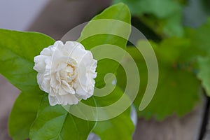 White jasmine flowers in a glass.Beautiful jasmine flower in the pot on the wooden table background.Top view on blur copy space