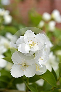 White jasmine flowers on a green bush. Large hydrangea flowers. Hydrangeaceae. Philadelphus