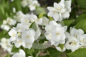White jasmine flowers on a green bush. Large hydrangea flowers. Hydrangeaceae. Philadelphus