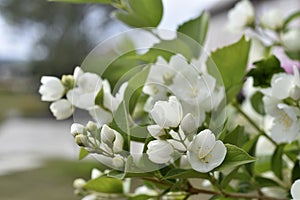 White jasmine flowers on a green bush. Large hydrangea flowers. Hydrangeaceae. Philadelphus