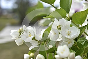 White jasmine flowers on a green bush. Large hydrangea flowers. Hydrangeaceae. Philadelphus
