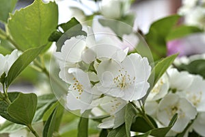 White jasmine flowers on a green bush. Large hydrangea flowers. Hydrangeaceae. Philadelphus