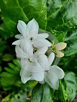 White jasmine flowers with green leaves. Beautiful fragrance Arabian jasmine