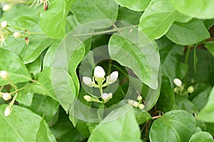 White Jasmine flowers with green leaves simbol of mother day