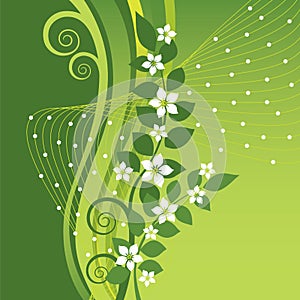 White Jasmine flowers on green swirls background