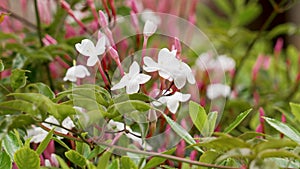 White jasmine flowers with pink buds. Jasminum polyanthum