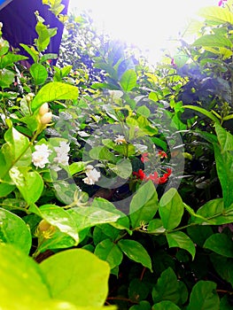 White jasmine flowers and red flowers.