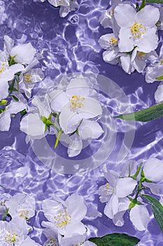 White jasmine flowers in transparent water. Summer floral composition with sun and shadows. Nature concept. Top view. Selective