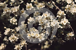 White jasmine flowers in warm photo tint