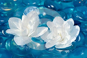 White Jasmine Flowers on Water