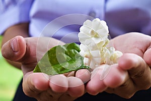 White jasmine on hand to give to her mother. Mother`s Day concept of Thailand photo