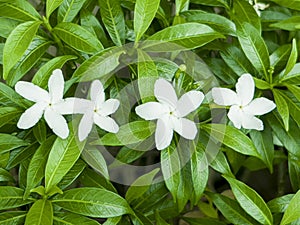 White jasmine or Jasminum sambac with white flowers. An outstanding white fully blossom flowers at tip. White Togor flowers with