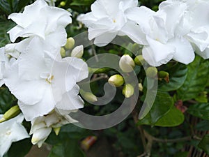 White Jasmine mogra flowers friendship dosti love symbol trees plants photo