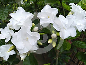 White Jasmine mogra flowers friendship dosti love symbol trees plants photo