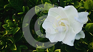 White Jasmine with raindrop on petals.