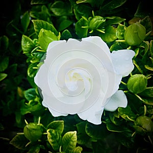 White Jasmine with raindrop on petals. Square Photo image.