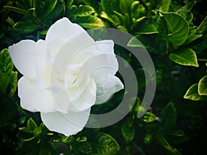 White Jasmine with raindrop on petals. Square Photo image.