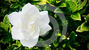 White Jasmine with raindrop on petals. Square Photo image.