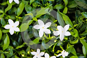 White  jasmine sampaguita officinale flower blooming on green leaves top view in garden background