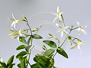 white jasmine vanilla flowers branch