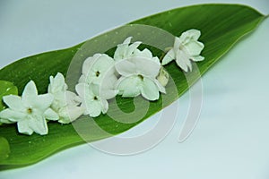 White Jasmines on green leave