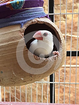 White Java finch looking for her partner.