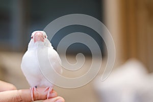 white java sparrow small bird