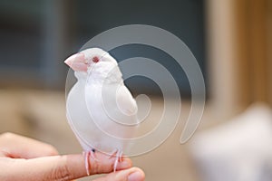 white java sparrow small bird