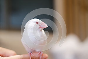 white java sparrow small bird