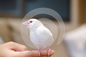 white java sparrow small bird