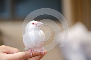 white java sparrow small bird