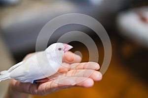 white java sparrow small bird