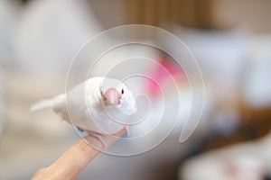 white java sparrow small bird