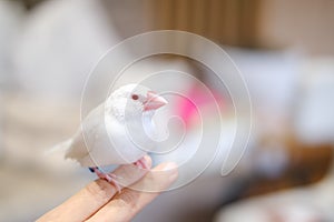 white java sparrow small bird