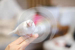 white java sparrow small bird