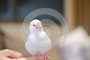 white java sparrow small bird