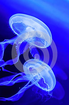 White jelly fish in blue aquarium floating