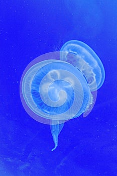 White jelly fish in blue aquarium floating