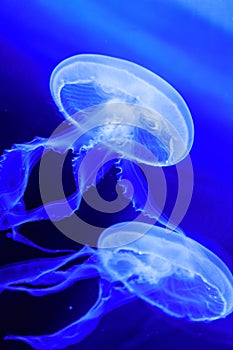 White jelly fish in blue aquarium floating