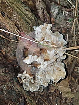 A white jelly fungus growing
